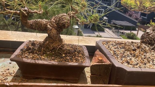 The Bonsai Balcony: The sum of our choices. смотреть онлайн