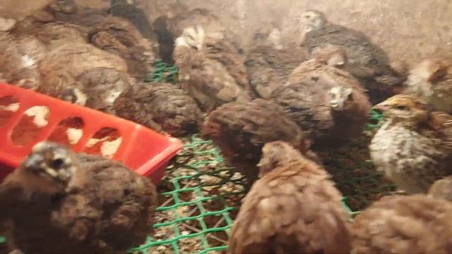 Перепела породы селадон, зачем и почему так дорого???