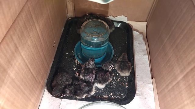 01.02.2022. Россия. Краснодарский край. Маранчики и лакеданзи. Возраст 0,5 суток смотреть онлайн