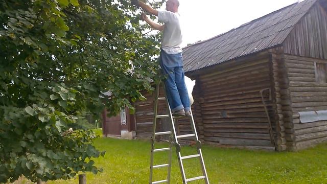 Заготавливаем лекарства на зиму. *Липовый цвет.* Родные просторы.* смотреть онлайн