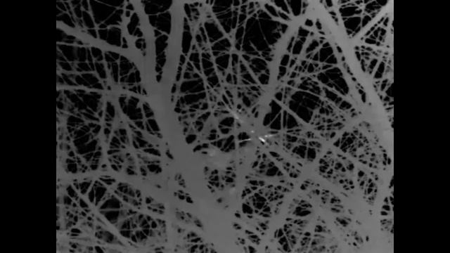 Pheasant hunting at night with a thermal imager. смотреть онлайн