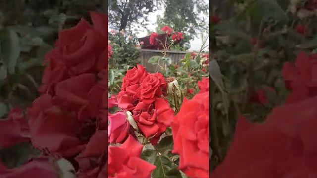 день памяти и скорби 22 июня 1941 год смотреть онлайн