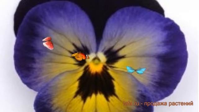 Виола крупноцветковая Миднайт Глоу ? виола Миднайт Глоу обзор: как сажать семена виолы Миднайт Глоу смотреть онлайн