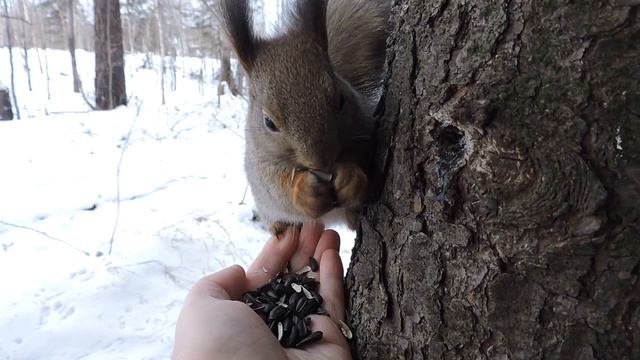 "Поцелуй от белки в камеру"(давно не виделись.) смотреть онлайн