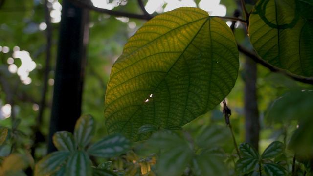 Константин Меладзе,София Тарасова 