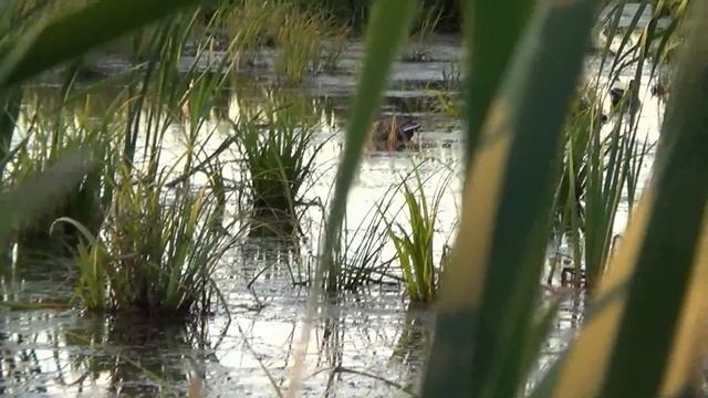 Охота на утку осень .Часть 5. Начало сентября