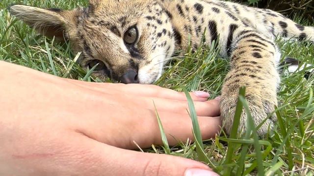 Сервал мурчит ❤️ Savannah Cat Serval Cat  Versa🐆