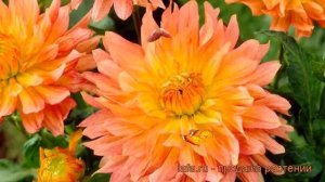 Георгина декоративная Экстаз (dahlia cultorum) 🌿 Экстаз обзор: как сажать, рассада георгины Экстаз