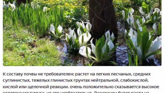 Похожий на каллу лизихитон растет в полутени на влажной почве смотреть онлайн