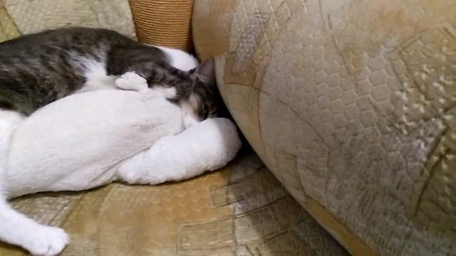 Наш кошка спит смотреть онлайн