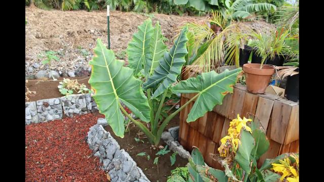 Alocasia Sarian - A Giant Leafed Elephant Ear or African Mask Plant смотреть онлайн