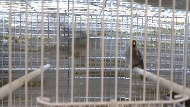 REGGIO 2019 : SIZERINS FLAMMÉS - MUTATIONS - COMMON REDPOLL-Acanthis flammea смотреть онлайн