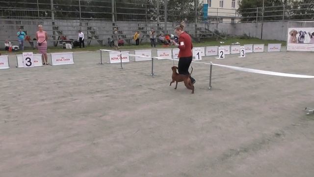 породы собак, Пинчер, видео с выставки собак смотреть онлайн