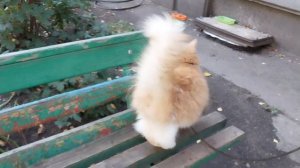 Толстая кошка Лиза наблюдает за миром с лавочки