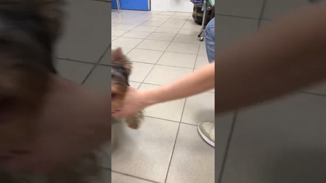 Щенок йорк шоу класса👇👇 смотреть онлайн