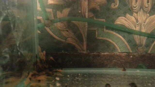 малек анцитруса, как содержать анциструсов, Ancistrus, Zierfische, HOW TO: Breed Ancistrus fish смотреть онлайн