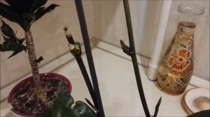 Результаты применения цитокининовой пасты драцена vs орхидея спустя 3 месяца после обработки