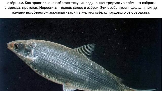 Делай Своими Руками