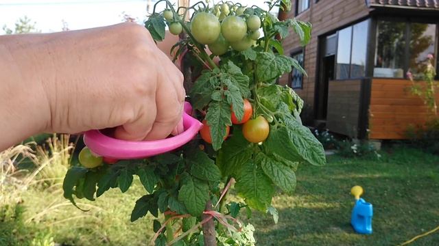 Собираю урожай. Карликовый томат "Пиноккио". смотреть онлайн