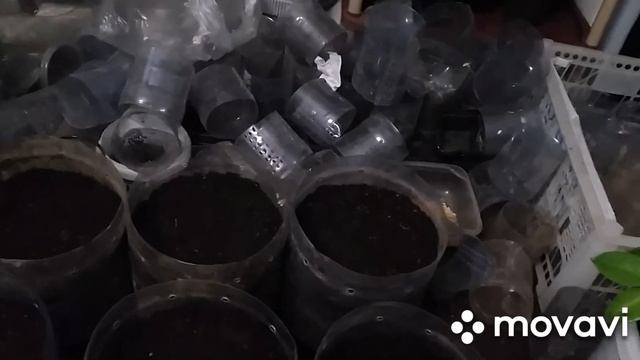 Посев болгарского перца на рассаду. смотреть онлайн