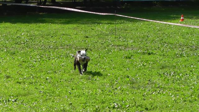 Чемпионат ЦФО 2015 г. по ОКД и ЗКС. смотреть онлайн