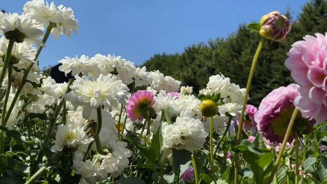 Георгины! Интересные Сорта с Названиями! Dahlia Varieties London!