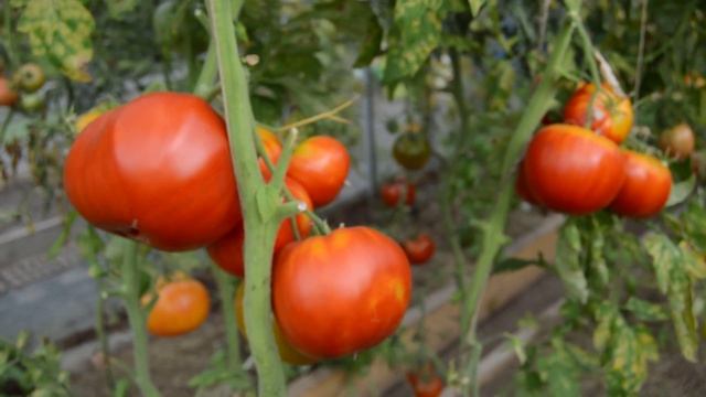Сорт -"БАБУШКИНО". Томаты от Фёдора. смотреть онлайн