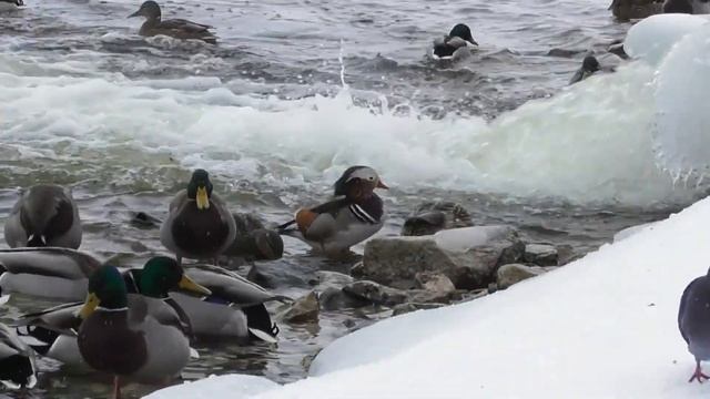 Кряквы и мандаринка. Зимовка продолжается. ( Aix galericulata, Anas platyrhynchos ) смотреть онлайн