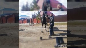 цыганские лошади