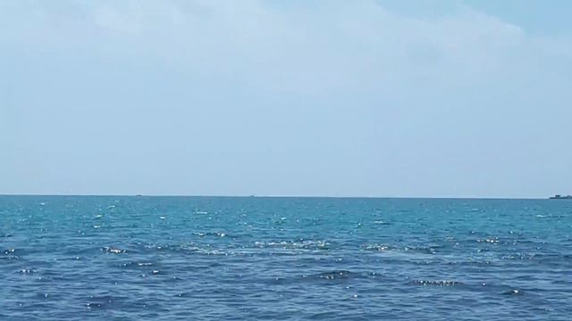 Дельфины. Чёрное море. Геленджик смотреть онлайн