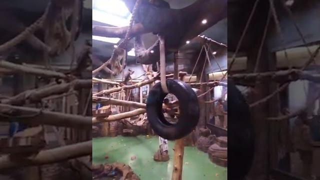 Новосибирск. Зоопарк. смотреть онлайн