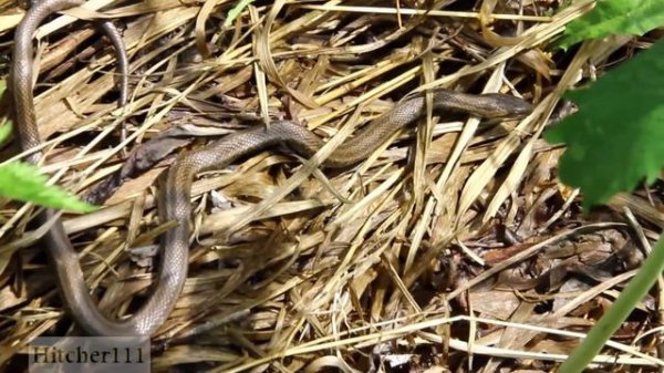 Hepring in Primorye 10. Змеи Приморского края (2021)