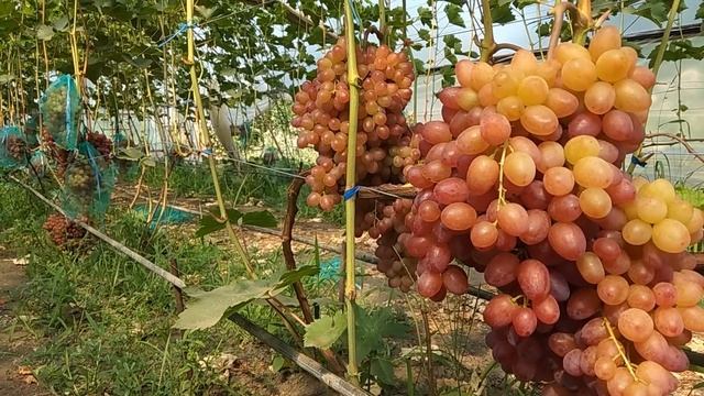 Виноград Велес в теплице первый урожай после посадки смотреть онлайн