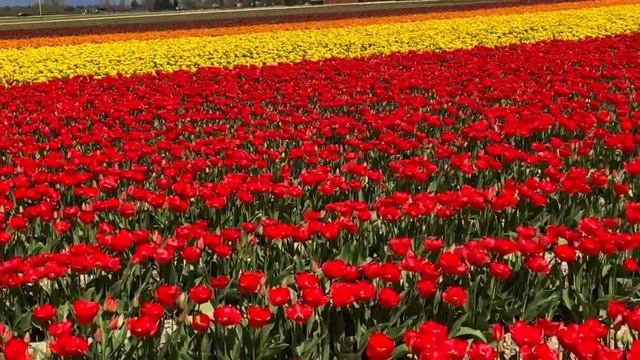 Tulip festival of skagit valley tour смотреть онлайн