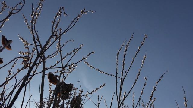 Чучела гусей ПОЛЕСНИК