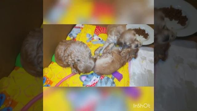 Дрессировка щенят кокапу 1,5 месяца. Training Puppies Cockapoo 1.5 Months.
