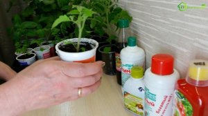 Как правильно поливать РАССАДУ томатов, огурцов, перцев