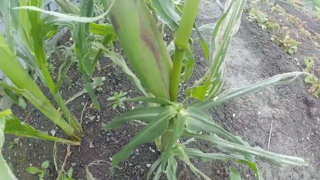 кукуруза растет на урале смотреть онлайн