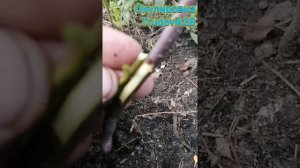 Один из способов окулировки Яблони. Прививка почкой летом.