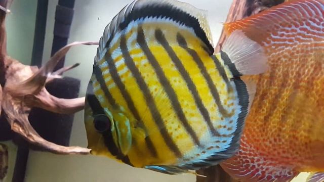 Wild Discus Green Spotted | ДискусКиев смотреть онлайн