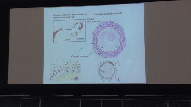 Лекция по гистологии. Эмбриогенез. Часть 2 смотреть онлайн