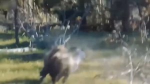 СЛУЧАИ КОГДА ЖИВОТНЫЕ В ЯРОСТИ