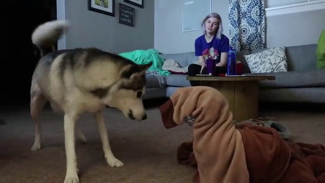 одни дома или хаски приходит на помощь смотреть онлайн