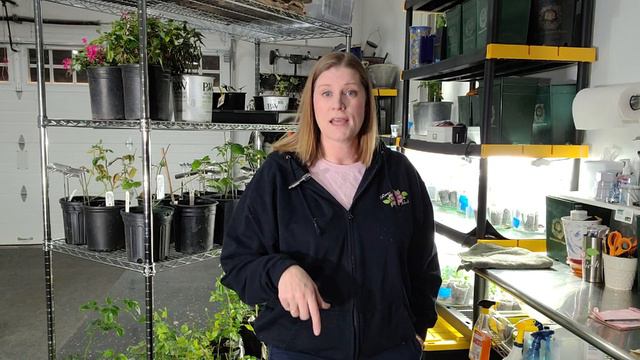 🌹 Overwinter Potted Roses 🌿 Prepare Potted Plants for Winter смотреть онлайн