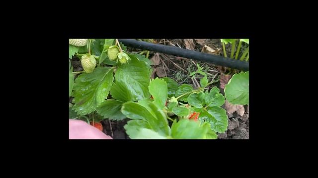 Клубника сорт Азия#клубника #клубникаазия смотреть онлайн
