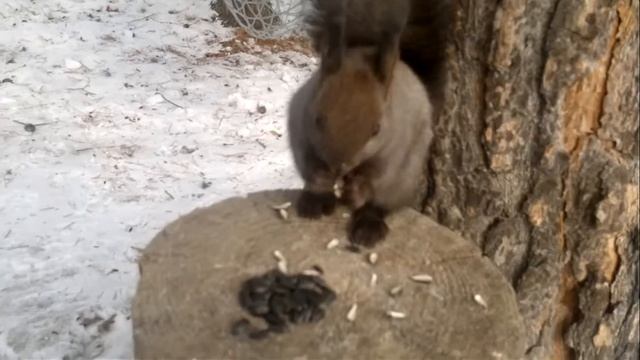 Белка грызет семечки смотреть онлайн