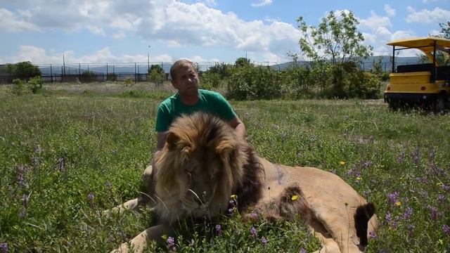 ЛЬВЫ ТАЙГАНА ! В обнимку с МАРСЕЛЕМ смотреть онлайн