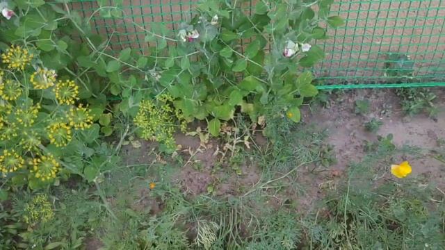 Цветничок возле дома. Горошек, эшшольция, лобулярия, ипомея смотреть онлайн