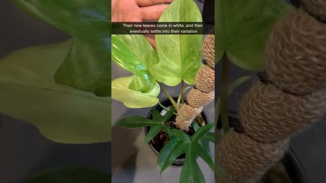 Philodendron Florida Ghost смотреть онлайн