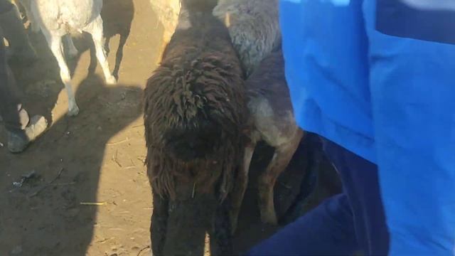 (878) выбираем смотрим смотреть онлайн